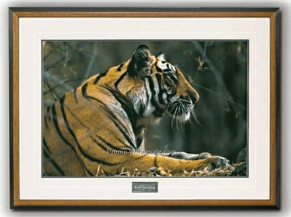 30"x20" The Prince Of Rewa - Bengal Tiger Portrait In Wood Frame (Large)