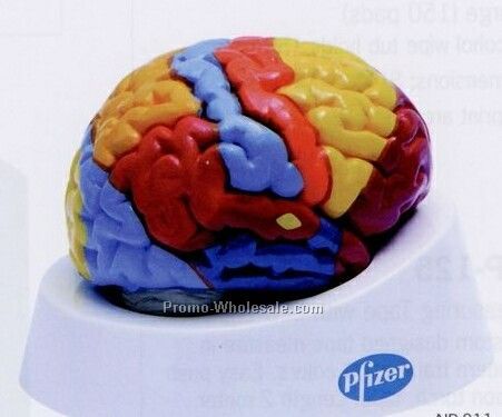 Brain Model In 2 Parts