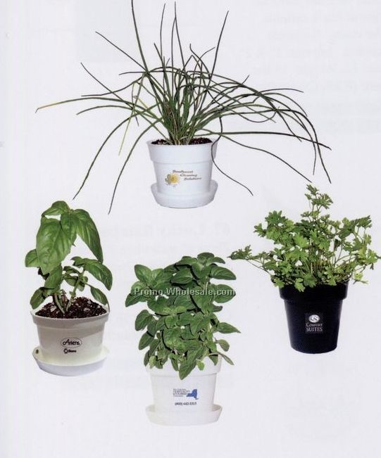 Herbs Plants