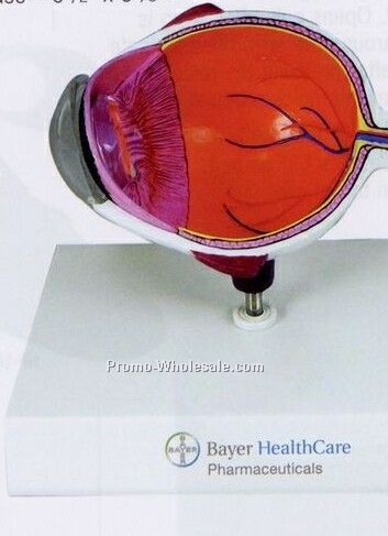 Anatomical Eye Model