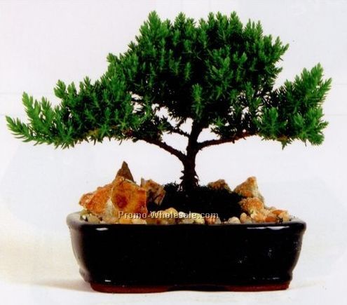 Bonsai Plants