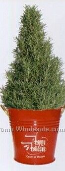 Christmas Rosemary Tree