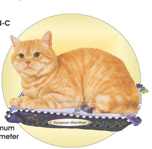 European Shorthair Cat Acrylic Coaster W/ Felt Back