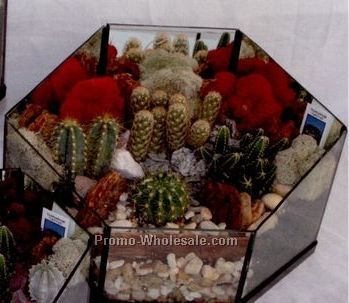 9"x5"x8" Cactus Greenhouses