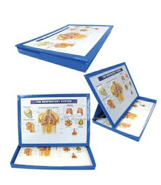 Medical Display Models W/ Take Away Informational Cards