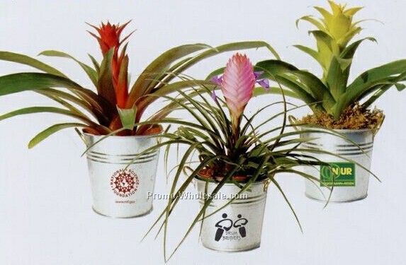 Bromeliad Plant