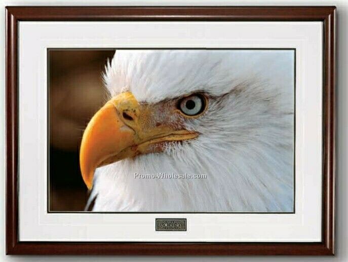14"x10" Eye Of The Wild - Images Of Nature Photograph In Wood Frame (Small)