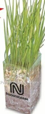 Wheatgrass Grow Kit