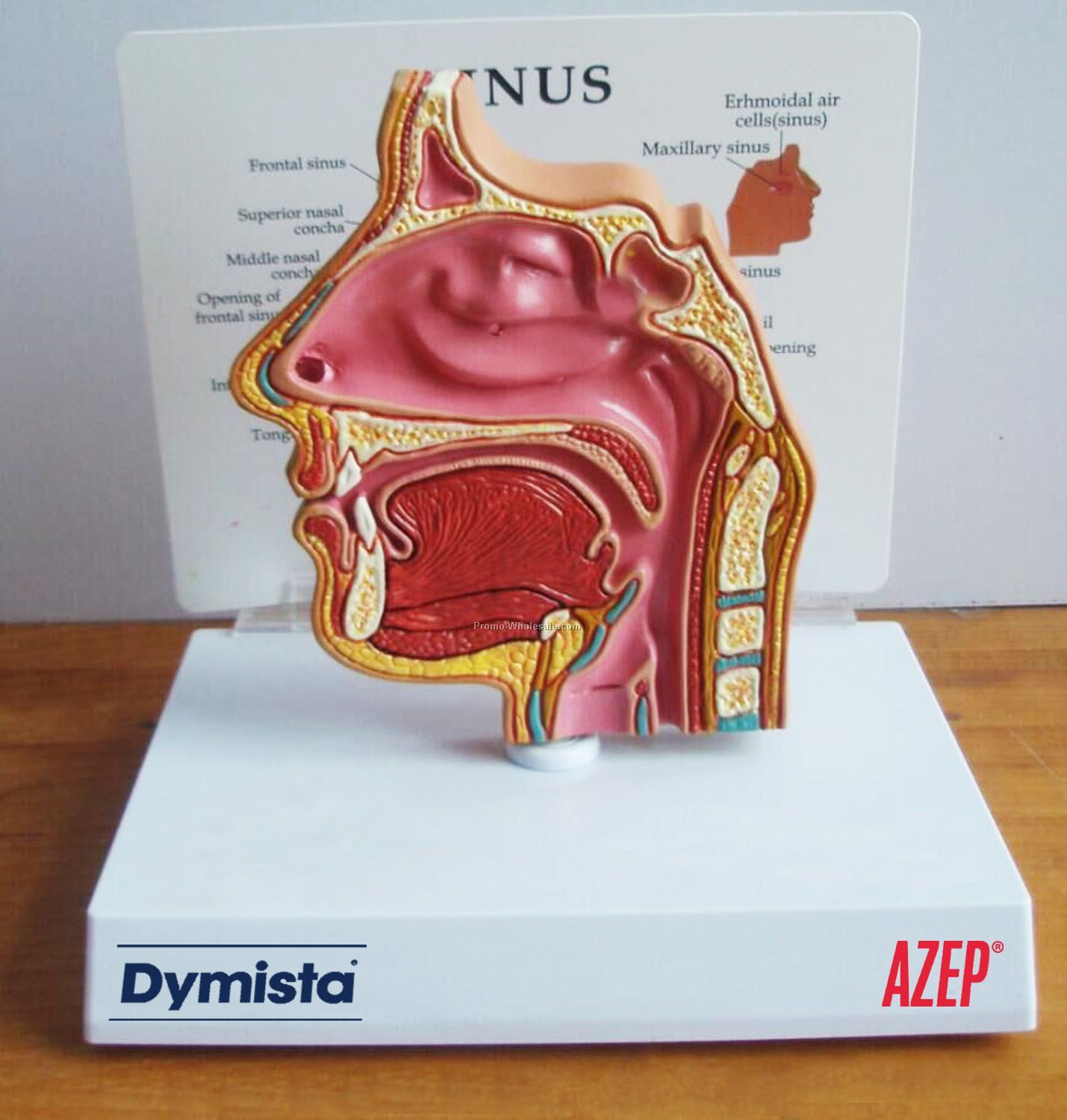 Anatomical Sinus Model